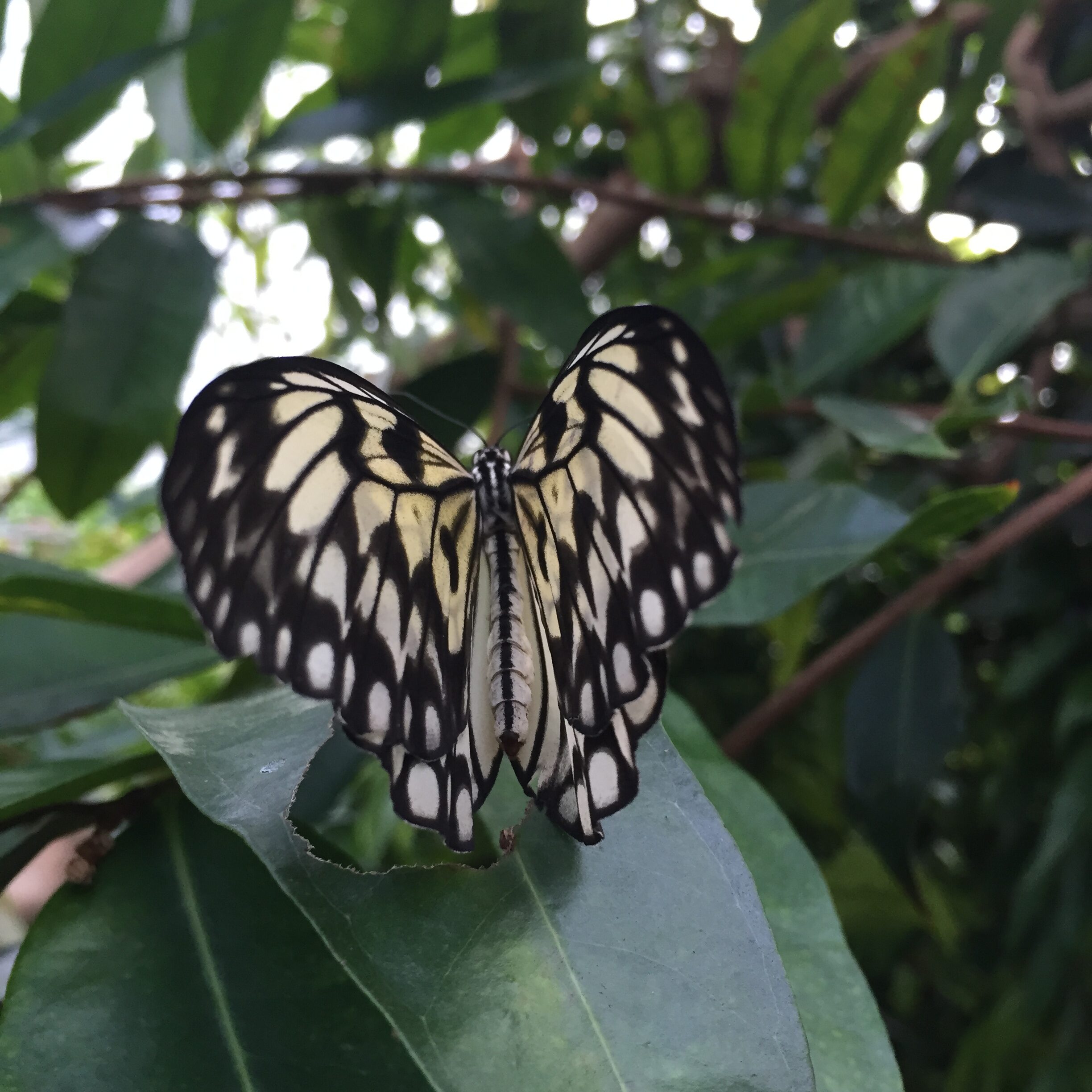 picture of a butterfly